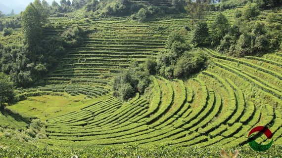 茶树的种植与管理