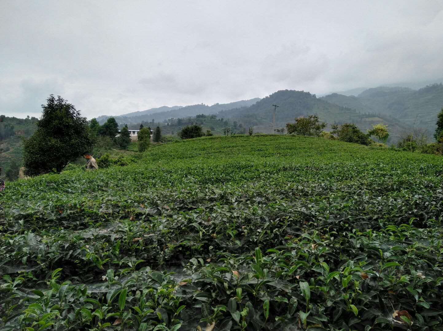 茶树的种植与管理