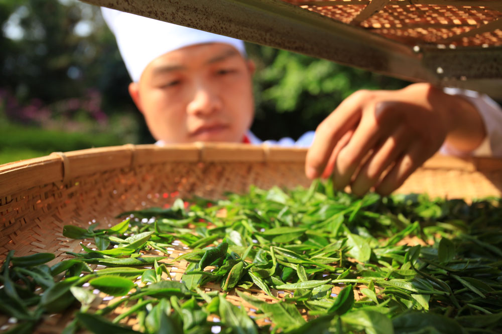 国家级非物质文化遗产滇红茶制作技艺